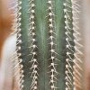 Coleocephalocereus_fluminensis